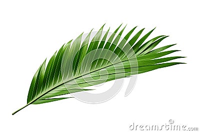 Beautiful and photorealistic palm tree leaf isolated on white background. Close-up view. Exotic plant. Cut out graphic Stock Photo