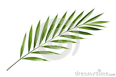 Beautiful and photorealistic palm tree leaf isolated on white background. Close-up view. Exotic plant. Cut out graphic Stock Photo