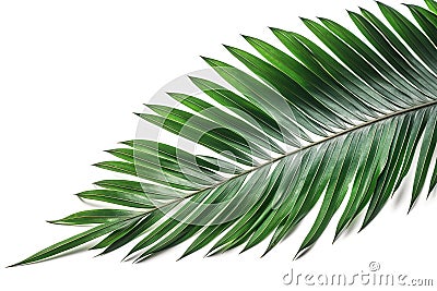Beautiful and photorealistic palm tree leaf isolated on white background. Close-up view. Exotic plant. Generative AI. Stock Photo