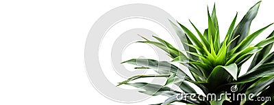 Beautiful and photorealistic plant isolated on white background. Close-up view. Exotic plant. Banner with copy space Stock Photo