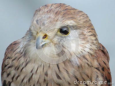 Beautiful picture of birds of prey of great size and penetrating stare Stock Photo