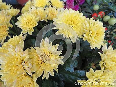 Beautiful picture of flowers of great beauty and good smell Stock Photo