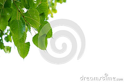 Beautiful picture frame made from green leaves on white background, picture frame Leaves Stock Photo