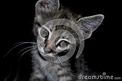 Cute black and grey tabby cat with an interesting and curious expression Stock Photo