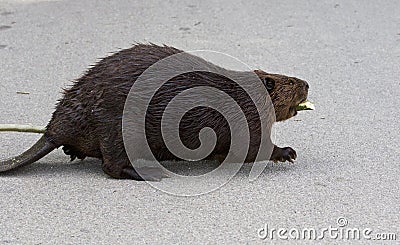 Beautiful picture with a North American beaver walking on the road Stock Photo