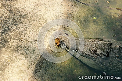 Sleeping crocodile in Colombia Stock Photo