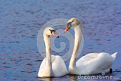 Beautiful Picture of two white swans in love swiming on the lake in the spring sunny day before nesting. White swan is symbol of Stock Photo