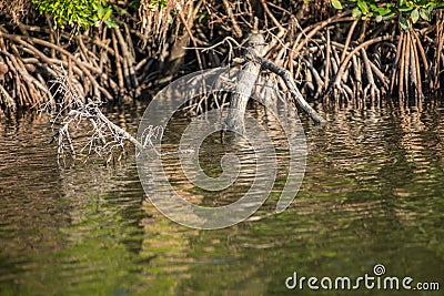 Everglades National Park in Florida. Stock Photo