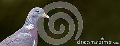 Beautiful pigeon bird close-up banner Stock Photo