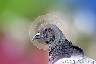 Beautiful pigeon bird in nature. Stock Photo
