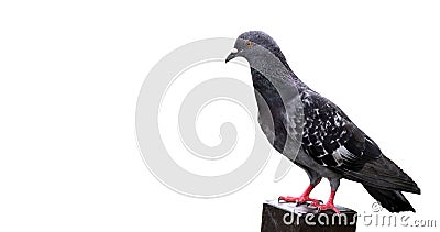 Beautiful pigeon isolated on white background, selective focus. Stock Photo