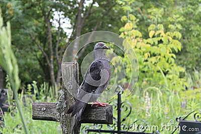 A beautiful pigeon sits on an ancient cross Stock Photo