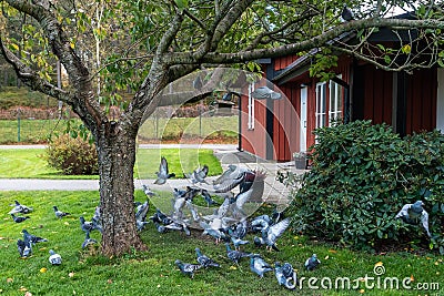 Beautiful pigeons birds feeding. Background. Big flock of doves. Birds feeders balls hang on the old trees branches. Protection of Stock Photo