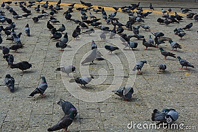 Pigeons near gateway of India Stock Photo