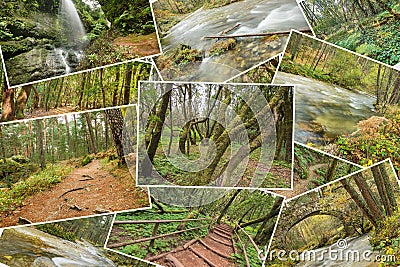 Beautiful pile collage of rainforest pictures. Version 4. Stock Photo