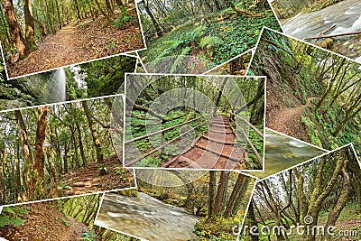 Beautiful pile collage of rainforest pictures. Version 3. Stock Photo