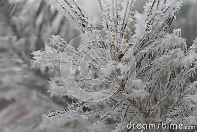 Beautiful pine branch covered with large snowflakes Stock Photo