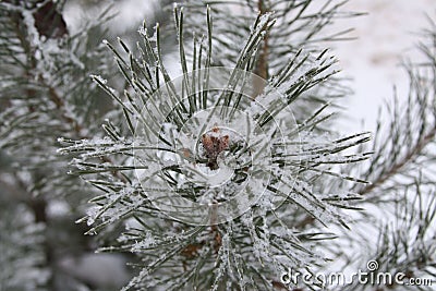 Beautiful pine branch,like a flower and covered with big snowfla Stock Photo