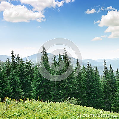 Beautiful pine trees Stock Photo