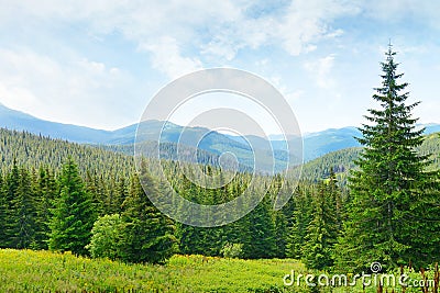 Beautiful pine trees Stock Photo