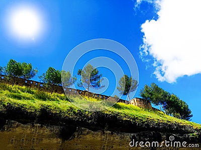 Beautiful pine trees on background high mountains. Stock Photo