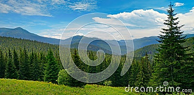 Beautiful pine trees on background high mountains. Stock Photo