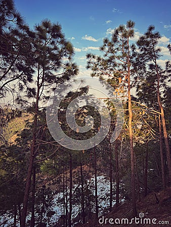 Beautiful pine trees and snow make these hills look so gorgeous and nice, wish I could stay here till eternity Stock Photo