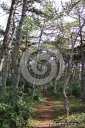 Beautiful pinewoods in a forest Stock Photo