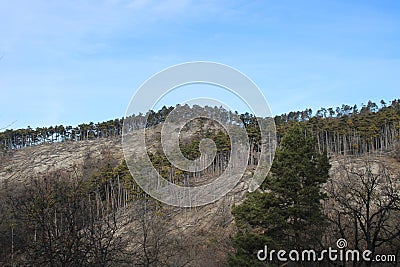 Beautiful pinewood forest in Hungary Stock Photo