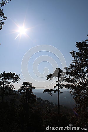 Beautiful pinewoods in a forest Stock Photo