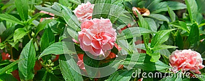 Beautiful pink Balsam flower in the garden Stock Photo