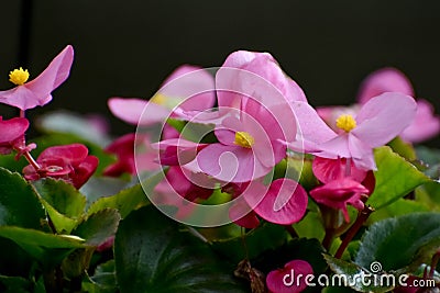 Pink Begonia Flowers with Yellow Center Stock Photo