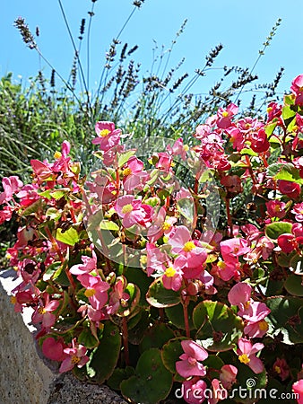 Beautiful pink begonias Stock Photo