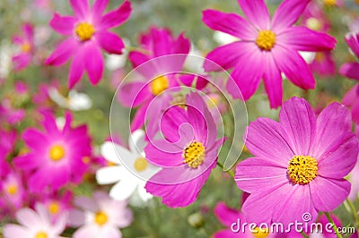 Beautiful pink bell flowers Stock Photo