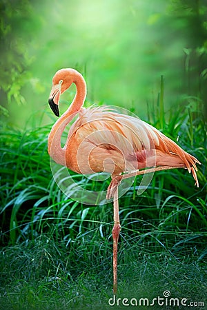 Beautiful pink big bird Flamingo Stock Photo