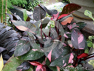 Beautiful pink and black variegated eaves of Philodendron Pink Princess, a popular houseplant Stock Photo