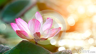 Pink bloom lotus flower in water pond garden decoration (Lotus u Stock Photo