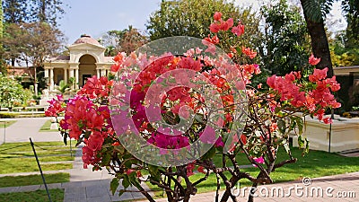 Beautiful pink blooming flowers of a bush in the Garden of Dreams in Kathmandu, the capital of Nepal. Focus on flowers. Stock Photo