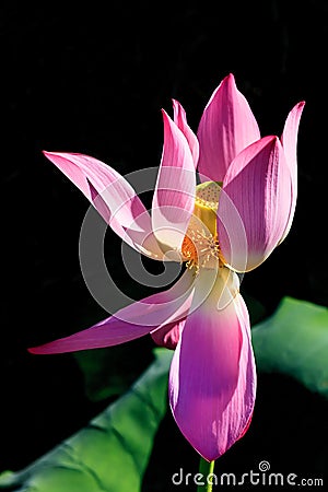 Beautiful pink blooming lotus flower isolated on black background vertical sunlight close up Stock Photo