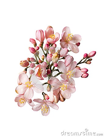 Beautiful pink bouguet flowers Stock Photo