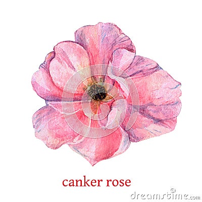 Beautiful pink bud of canker rose close up isolated on the white background. Aquarelle artwork Stock Photo