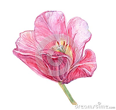 Beautiful pink bud of tulip close up isolated on the white background. Aquarelle artwork Stock Photo