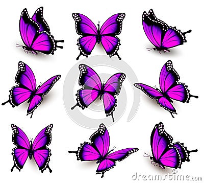 Beautiful of pink butterfly in different positions. Stock Photo