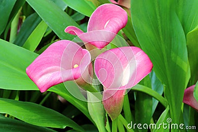 Beautiful pink calla lily flower natural background Stock Photo