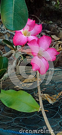 beautiful pink Cambodian flowers in the afternoon Stock Photo