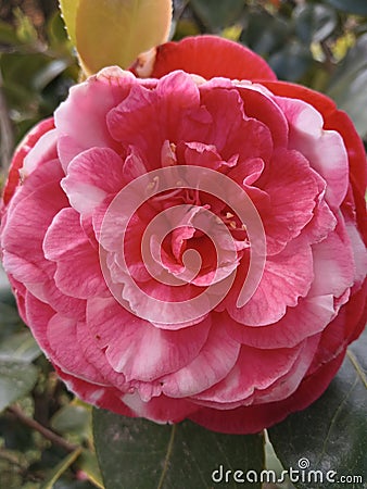 beautiful pink camellia in the garden of a rural house in spring Cantabria Stock Photo