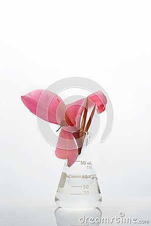 Beautiful pink Canna lily in science flask at white cosmetic biotechnology laboratory background Stock Photo