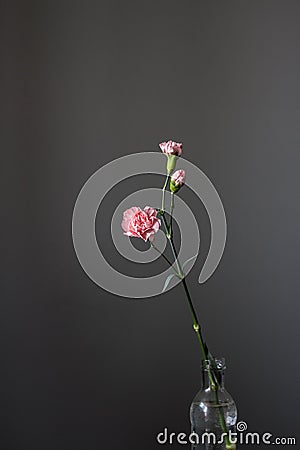 Beautiful pink carnation flower in a glass bottle on a gray background. Stock Photo