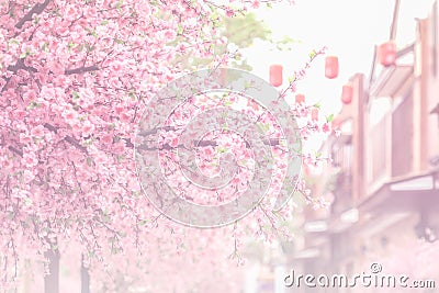 Beautiful pink cherry blossom (Sakura) flower, and soft focus pr Stock Photo