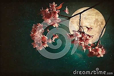 Beautiful pink cherry blossom sakura flowers in night of skies with full moon and milky way stars. Stock Photo